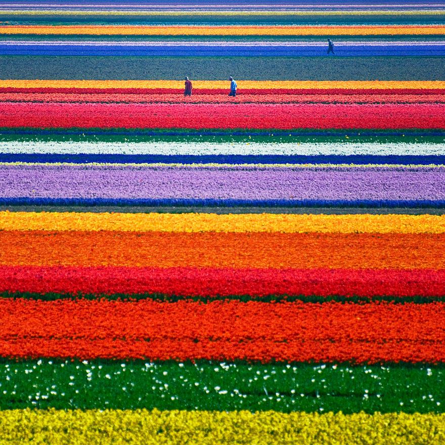 Flying over the Tulip Fields in the Netherlands