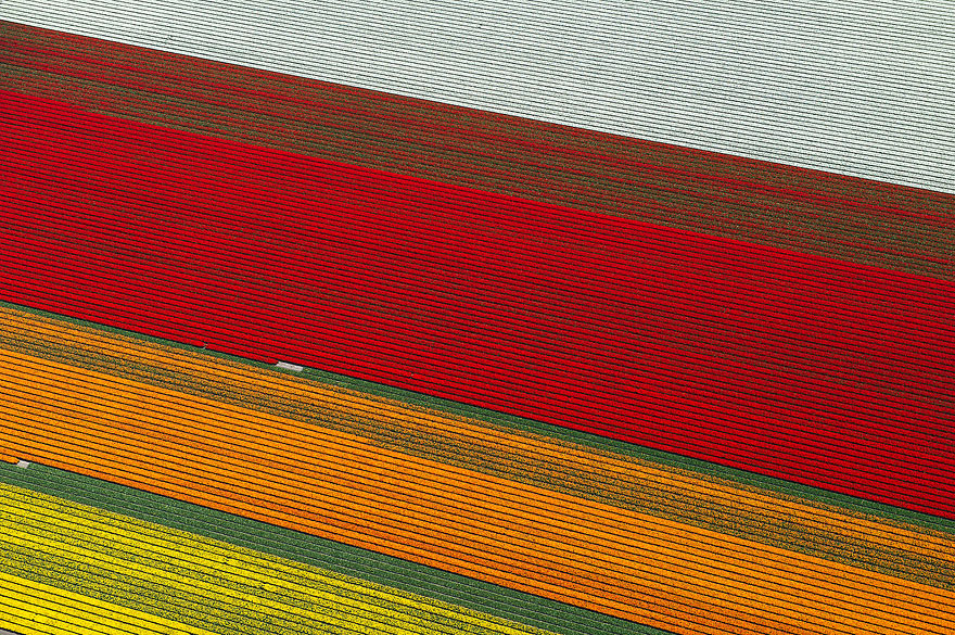 Flying over the Tulip Fields in the Netherlands