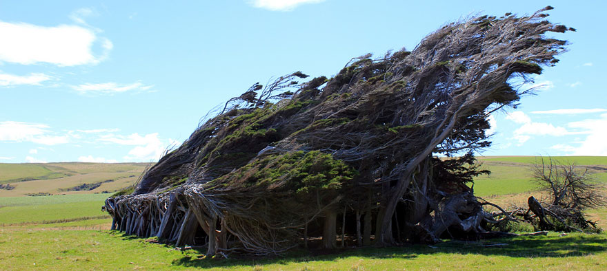 Extreme Antarctic Winds Shape Trees Into Beautiful Forms on Slope Point, New Zealand