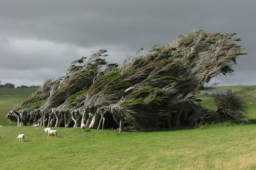 Extreme Antarctic Winds Shape Trees Into Beautiful Forms on Slope Point, New Zealand