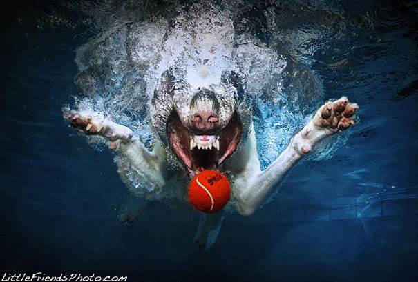 Underwater Dogs by Seth Casteel