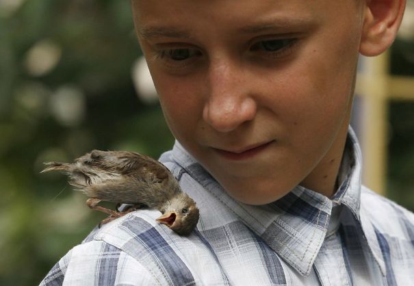 The boy and the sparrow