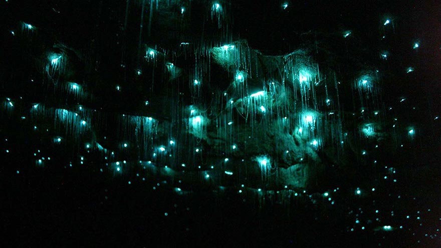 Glowworms Create Spectacular Starry Night Sky in a New Zealand Cave