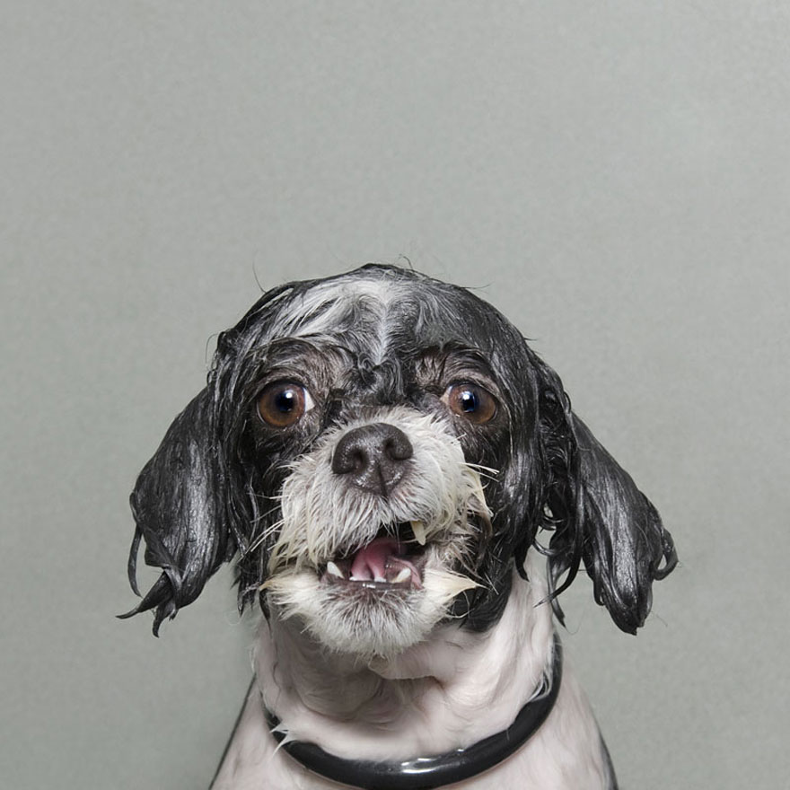 Wet Dog: Adorable Portraits Of Bathing Dogs by Sophie Gamand