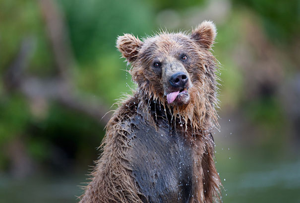Adorable Photos of Bear Cubs in Russia's Wild East