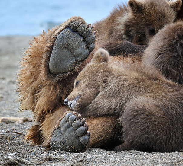 Adorable Photos of Bear Cubs in Russia's Wild East