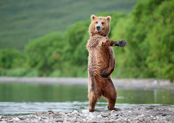 Adorable Photos of Bear Cubs in Russia’s Wild East