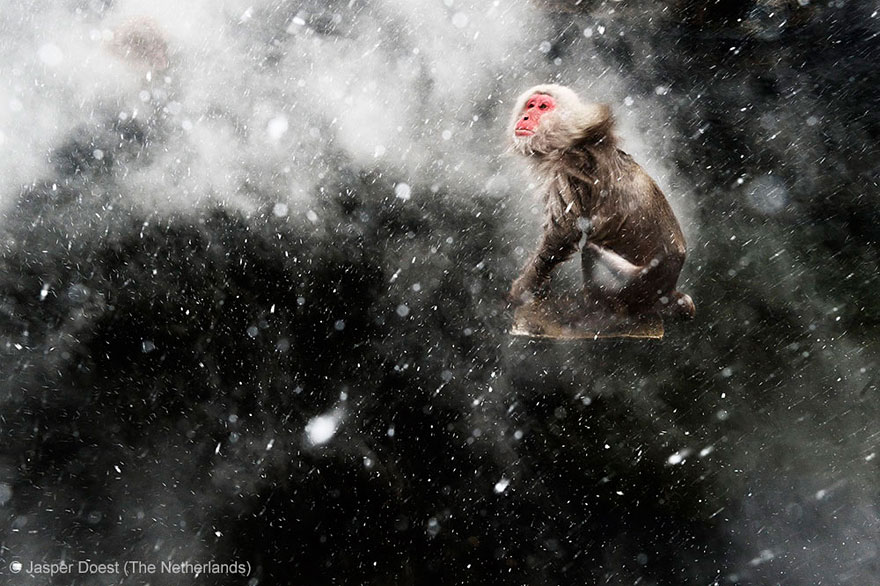 15 Award-Winning Photos From The Wildlife Photographer of the Year 2013