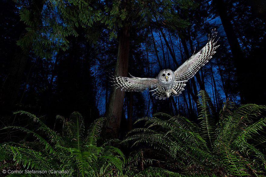 15 Award-Winning Photos From The Wildlife Photographer of the Year 2013 |  Bored Panda