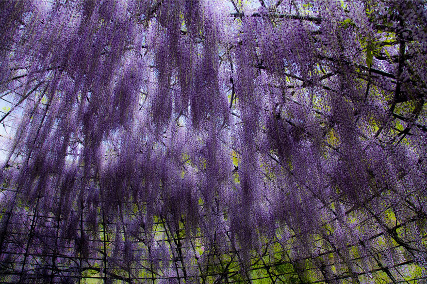 Surreal Wisteria Flower Tunnel in Japan