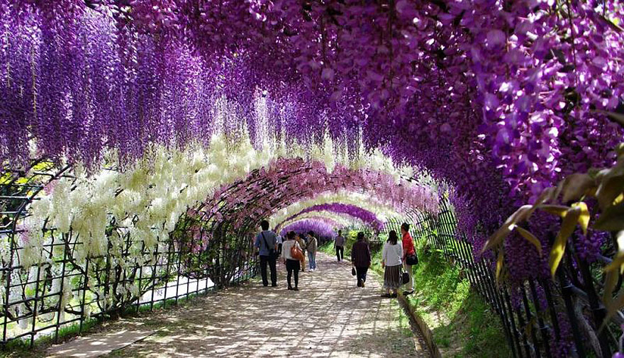Surreal Wisteria Flower Tunnel in Japan