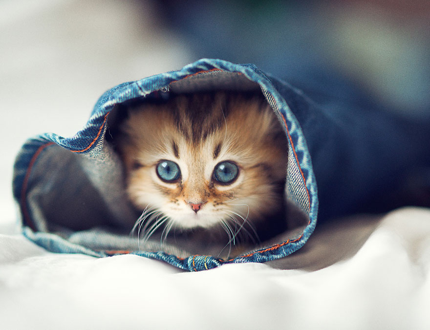 Probably the World's Cutest Kitten