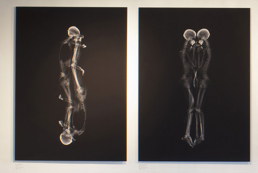 Intimate X-Ray Portraits of Couples by Ayako Kanda and Mayuka Hayashi