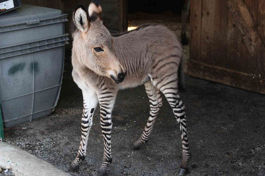 Meet Ippo, The Adorable Zonkey Who is Half Zebra, Half Donkey