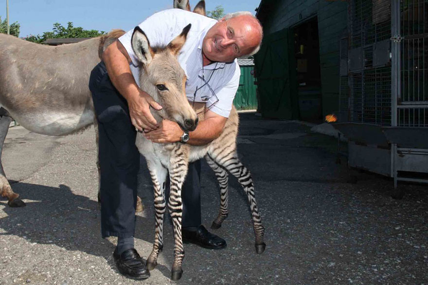 Meet Ippo, The Adorable Zonkey Who is Half Zebra, Half Donkey
